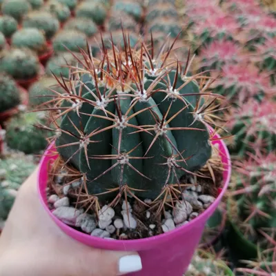 Мелокактус пахиакантус(Melocactus pachyacanthus)