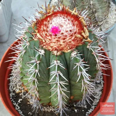 Мелокактус лазурный (Melocactus azureus) — описание, выращивание, фото | на  LePlants.ru