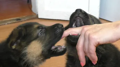 Щенки Немецкой овчарки 1 месяц. Puppies German Shepherd 1 month. Одесса. -  YouTube