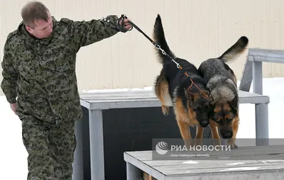 Питомник собак ФСИН в Сосновоборске | РИА Новости Медиабанк