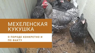 МЕХЕЛЕНСКАЯ КУКУШКА о породе конкретно и по факту - YouTube