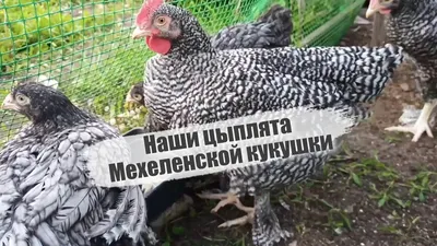 Цыплята Мехеленской кукушки от 0 до 2,5 месяцев. - YouTube