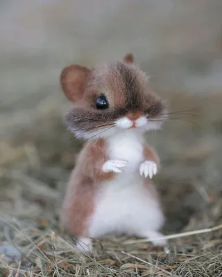 Юлия Деревщикова on Instagram: “Хомяк Пончик🐹 Сделан на заказ, в наличии  нет. A hamster named Donut🐹 Made to order, not in stock. #хомяк  #сухоеваляние #игрушкаизшерсти…”