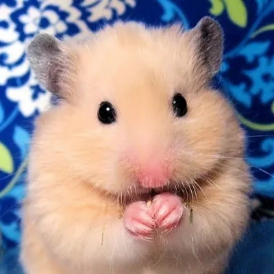 Милый хомяк - 65 фото | Hamster, Cute animals, Party background