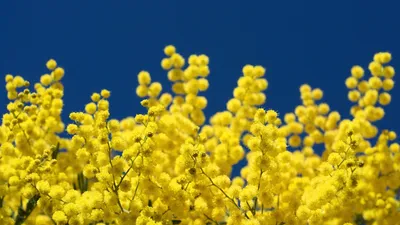 Обои мимоза, желтый, растение, весна, рапс - картинка на рабочий стол и  фото бесплатно