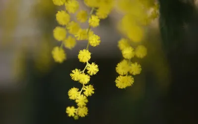 Цветки весны мимозы против предпосылки голубого неба. цветущая мимоза над  голубым небом, яркое солнце | Бесплатно Фото