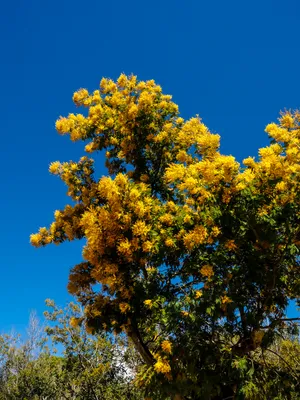 Mimosa tree (evergreen and fast growing) | Мимоза, Растения, Посадка