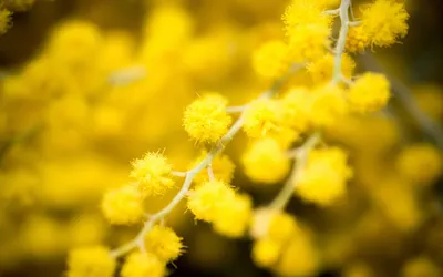 Мимоза Желтый Цветок Летом - Бесплатное фото на Pixabay
