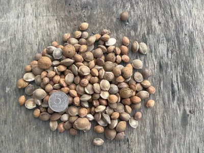 Миндаль степной (бобовник) семена купить недорого