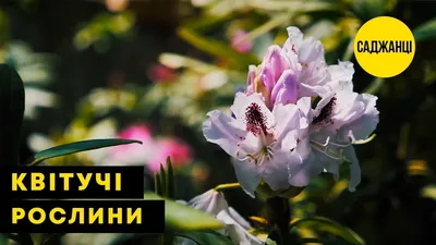 Бобовник анагиролистный \"Golden Rain\" - Цветущие - купить в Одессе, Украине  по цене 129 грн - Agro-Market