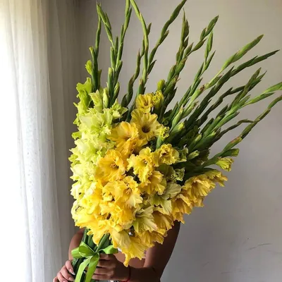 19 желтых гладиолусов в букете | Бесплатная доставка цветов по Москве