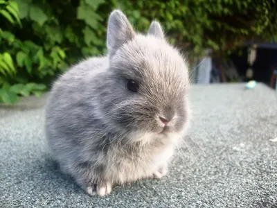Карликовые кролики в домашних условиях: сколько живут, уход, содержание,  фото, цена | BEGETON