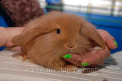 Крольчата мини кролики для детей и взрослых, цена 380 грн — Prom.ua  (ID#1092175419)