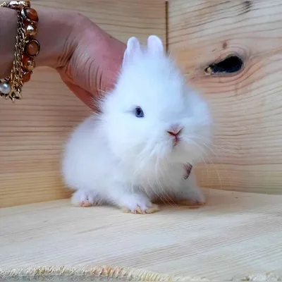 Карликовые мини кролики, карликовый кролик,карликовий кролик, міні: 1 499  грн. - Другие животные Коцюбинское на Olx