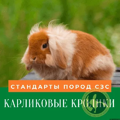 Карликовые кролики (PDF) — Союз Заводчиков и Селекционеров