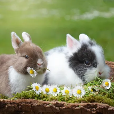 Декоративные кролики: описание и особенности ухода в домашних условиях