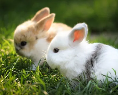 За» и «против» покупки | Информационный портал о карликовых и декоративных  кроликах