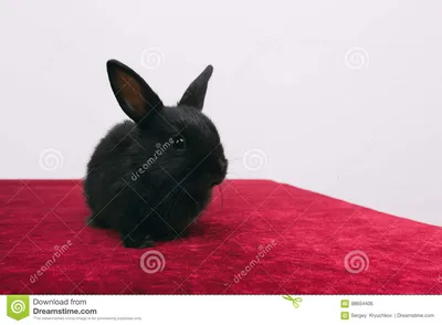 Маленькие милые декоративные кролики Стоковое Фото - изображение  насчитывающей ð·ð°ð¹ñ†ñ‹, ð²oð»oñ ñ‹: 98654406