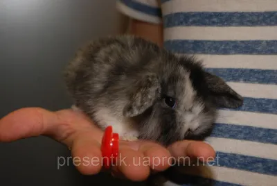 Домашние мини крольчата, породистые кролики Вислоухий баранчик, цена 350  грн — Prom.ua (ID#1348850717)