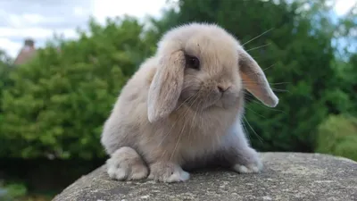 Минилопы кролики | Смотреть 28 фото бесплатно