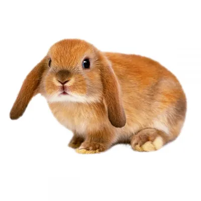 Домашний кролик купить в Киеве по цене 800 ₴ в Украине – Zootovary.com