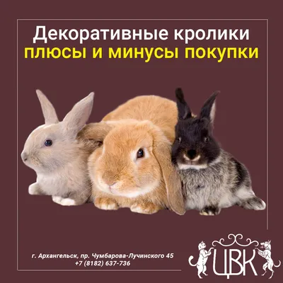 Декоративные кролики - плюсы и минусы покупки | Домашние животные.  Ветеринария | Дзен