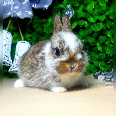 Карликовый мини кролик,міні кролики,крольчата,кроленята,декоративные: 350  грн. - Другие животные Киев на Olx