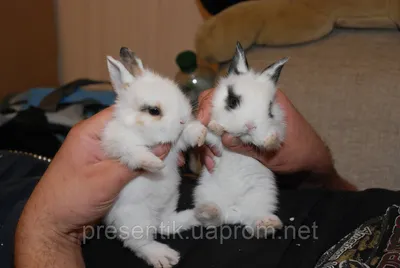 Декоративный МИНИ карликовый кролик - голандскиймини кролик, кразные  окраски торчащие маленькие ушки, цена 499 грн — Prom.ua (ID#1092173550)