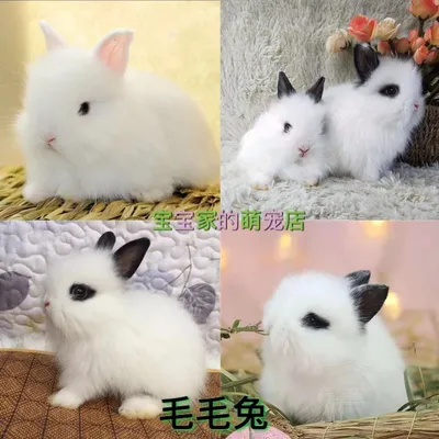 Купить Другие Крольчата живут карликовые кролики мини длина маленькая  принцесса Панда ЛОП кроликов маленький кролик в интернет-магазине с Таобао  (Taobao) из Китая, низкие цены | Nazya.com