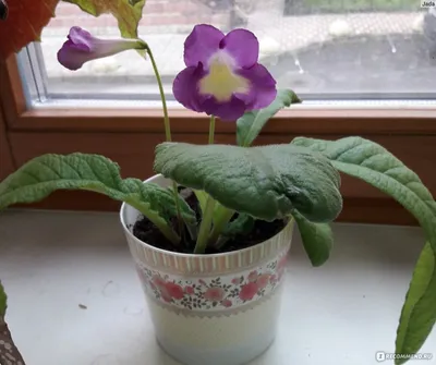 Стрептокарпус (Streptocarpus) - «Непростая история нашей дружбы» | отзывы