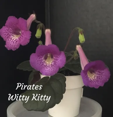 Sinningia: Pirate's Witty Kitty [photo Beth Baker] #africanviolet #avsa |  African violets, Indoor plants, Plants