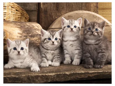 Четыре котенка | Смотреть 40 фото бесплатно