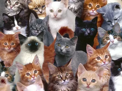 Кошки разных цветов - 57 фото