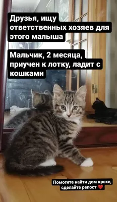 Снятся котята - к чему - толкование сна | Новини.live