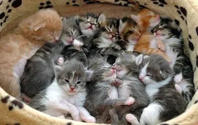 Родившиеся котята (44 лучших фото)