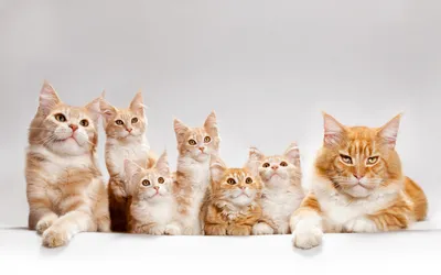 Картинка котенок кот рыжая Много животное 3840x2400