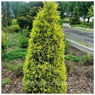 Можжевельник Обыкновенный Голд Кон 3 Года / Juniperus Communis Gold Cone —  Купить Недорого на Bigl.ua (1378607576)