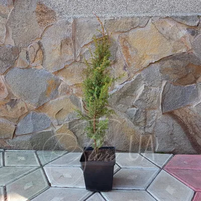 Ялівець звичайний Голд Кон (Juniperus communis Gold Cone)