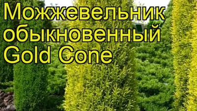 Можжевельник обыкновенный Голд кон. Краткий обзор, описание juniperus  communis Gold Cone - YouTube
