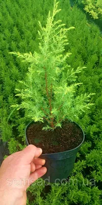 Можжевельник колоновидный Голд Кон \\ Juniperus communis Gold Cone ( С1.5л )  саженцы, цена 95 грн — Prom.ua (ID#1222898283)