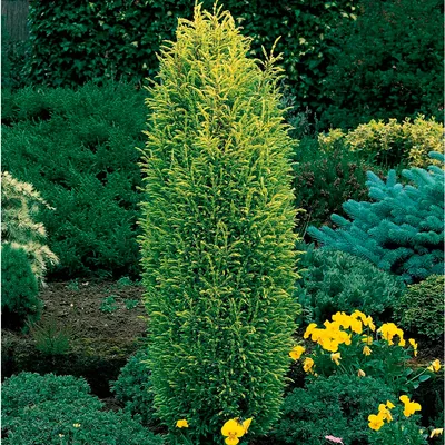Ялівець звичайний Голд Кон (Juniperus communis Gold Cone)