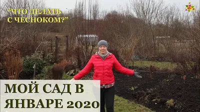 МОЙ САД-ОГОРОД В ЯНВАРЕ 2020 / УРОЖАЙ В ЯНВАРЕ - YouTube