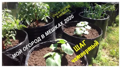 Мой ОГОРОД В МЕШКАХ 2020. Запись №4. Обзорная экскурсия.