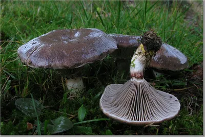 Мокрухи грибы фото