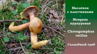 Пластинчатый маслёнок - Мокруха пурпуровая. Chroogomphus rutilus. - YouTube