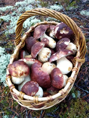 Какие грибы собирать в лесу под Петербургом и в Ленобласти в ноябре 2022  г.: мокрухи, зеленушки, трубчатые лисички - 1 ноября 2022 - Фонтанка.Ру