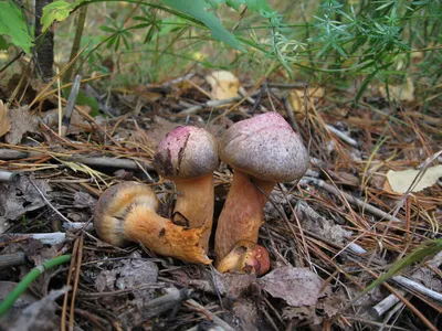 Гриб Мокруха пурпуровая, мокруха сосновая, грибы в лесу, отдых в лесу,  походы в Карелии