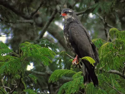 Коршун-слизнеед - eBird