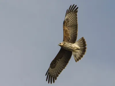 Коршун-слизнеед - eBird