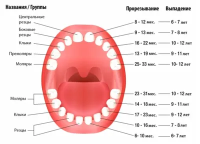 Процесс появления коренных зубов у ребенка – Нова Стоматологія